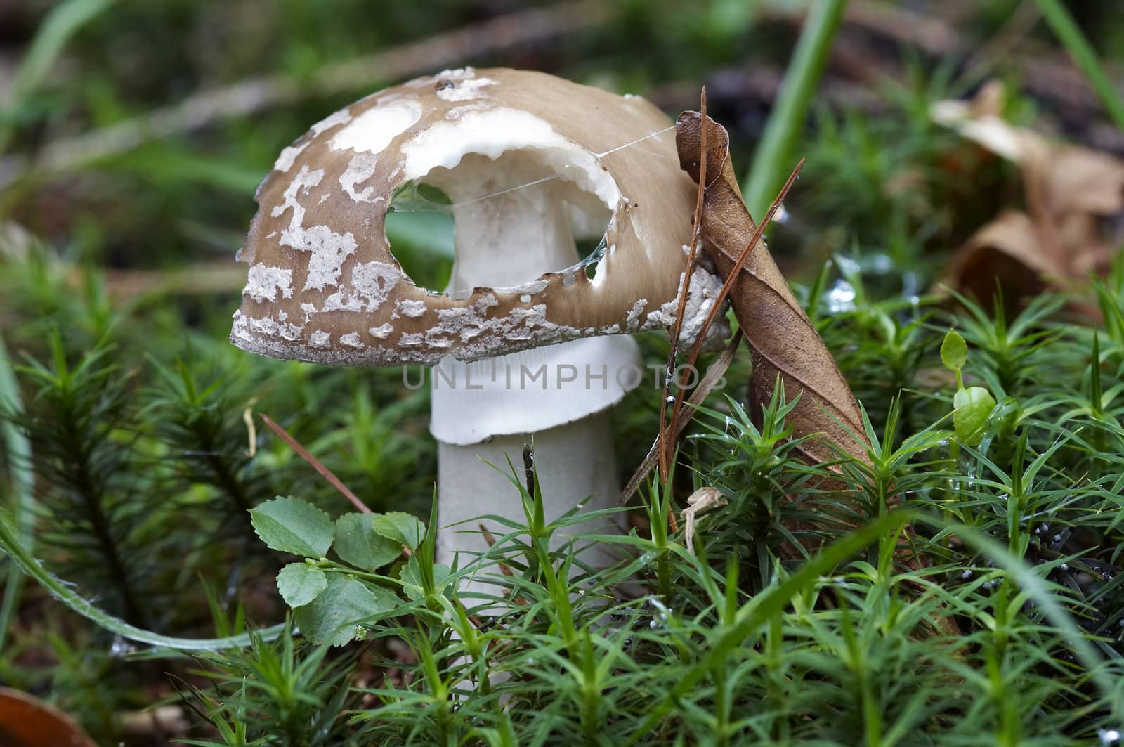 Detail of the sacred mushroom - blusher - poisonous mushroom