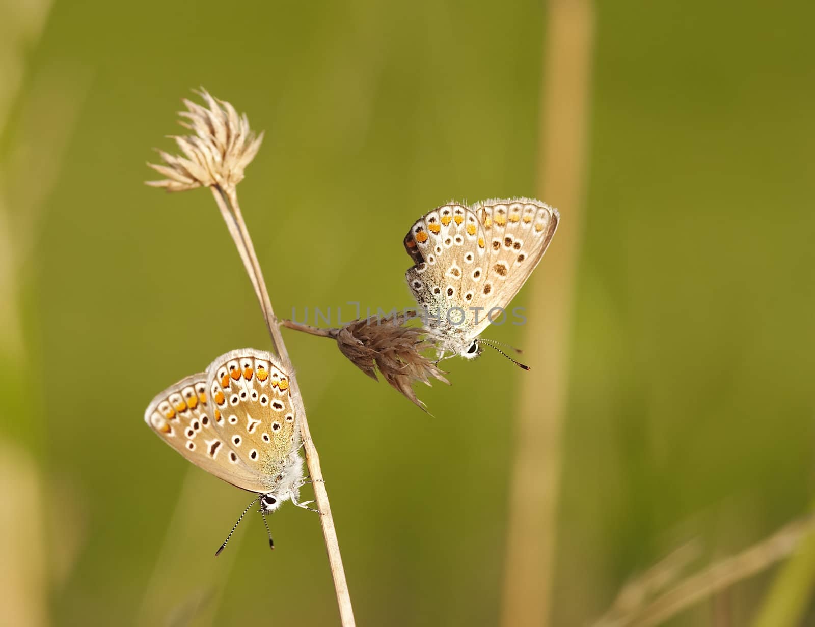 Detail (close-up) of the two satyrid butterfly - meadow brown