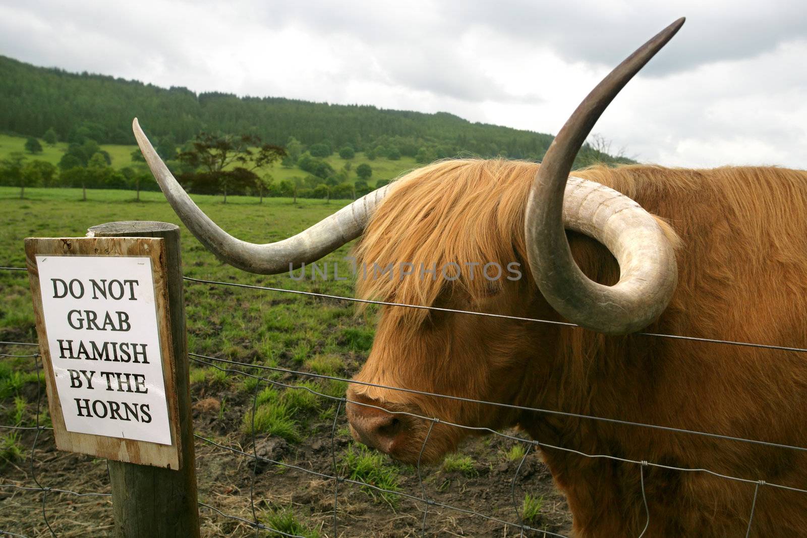Huge Highland cow waiting for someone to ignore the sign and grab his horns.
