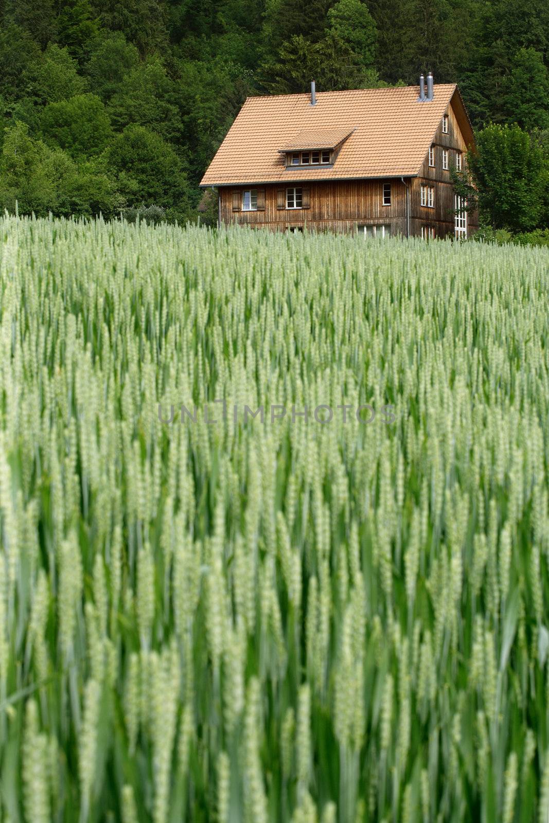 A selective focus image of a house off in the distance of a wheat field in the beginning of summer.  House is in a small rural area of Switzerland.  Focus is on the house.
