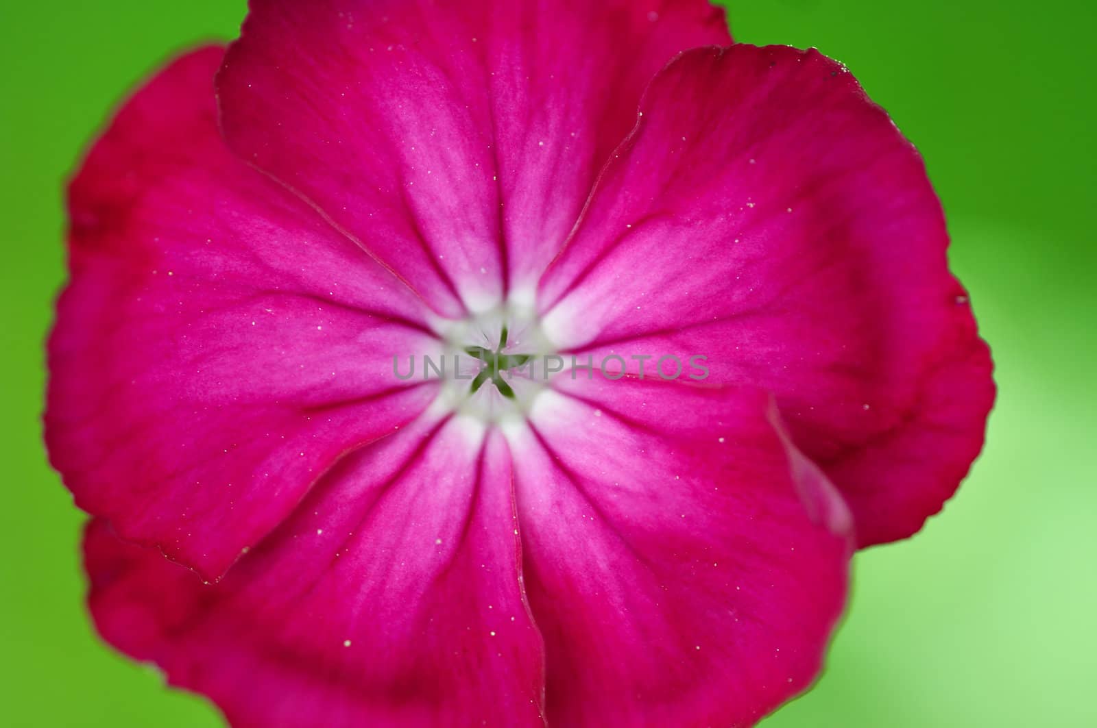 Close-up (macro) of the bloom