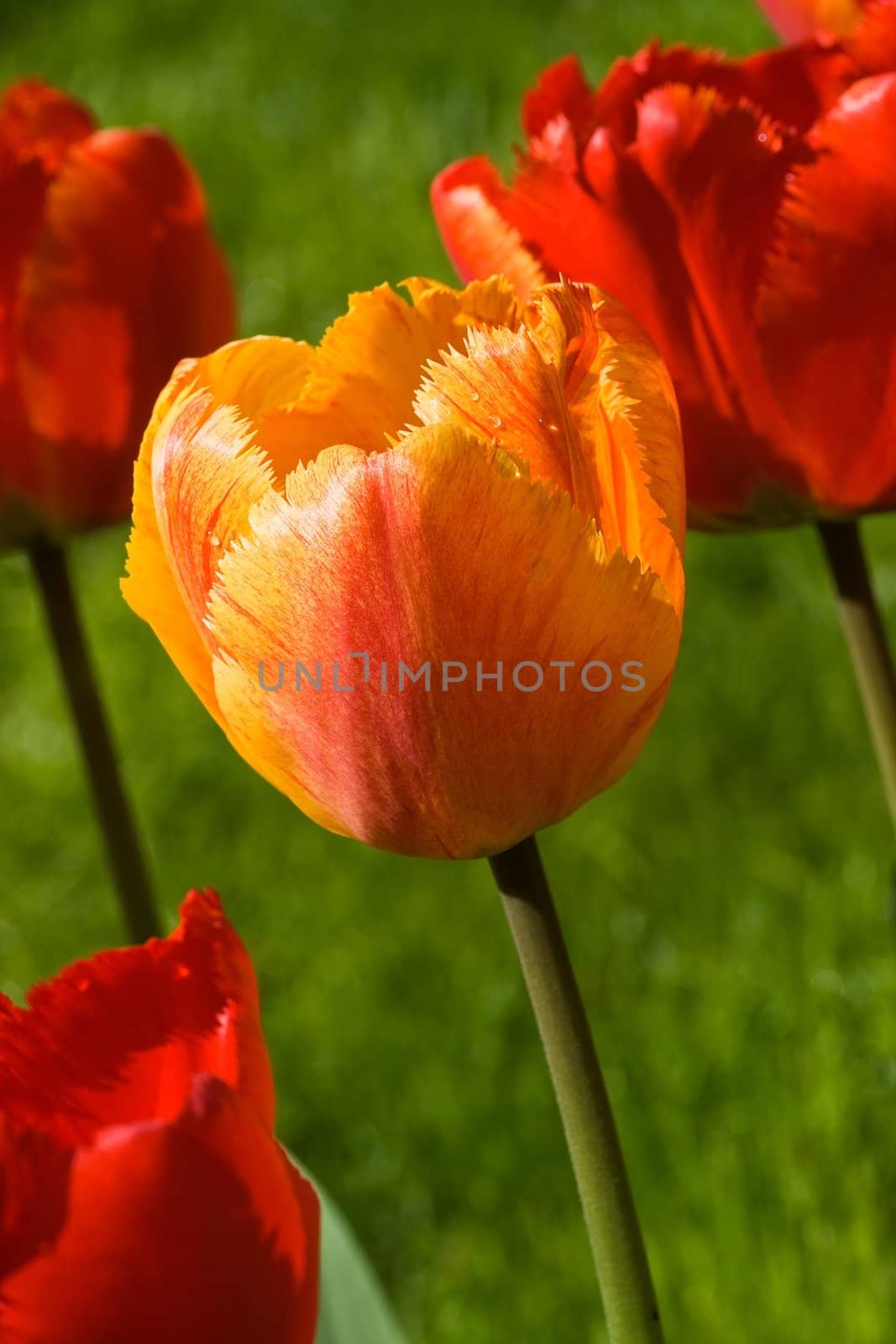 Colorful orange and red tulips in spring