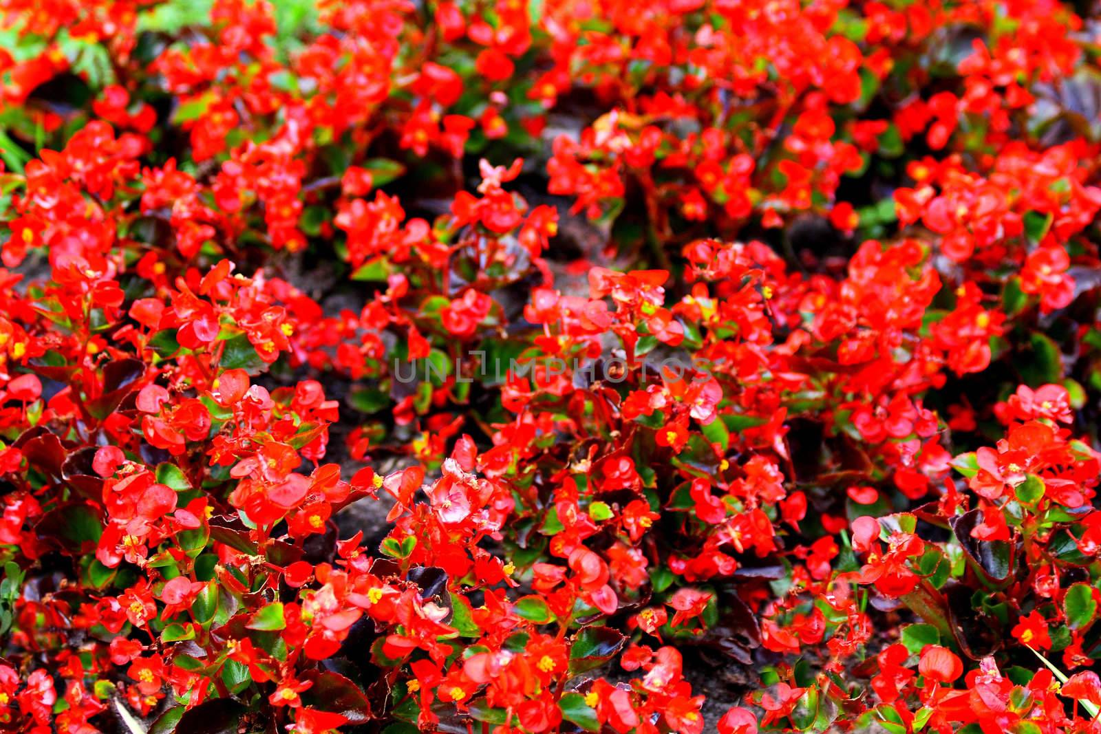 Close up of the begonia carpet