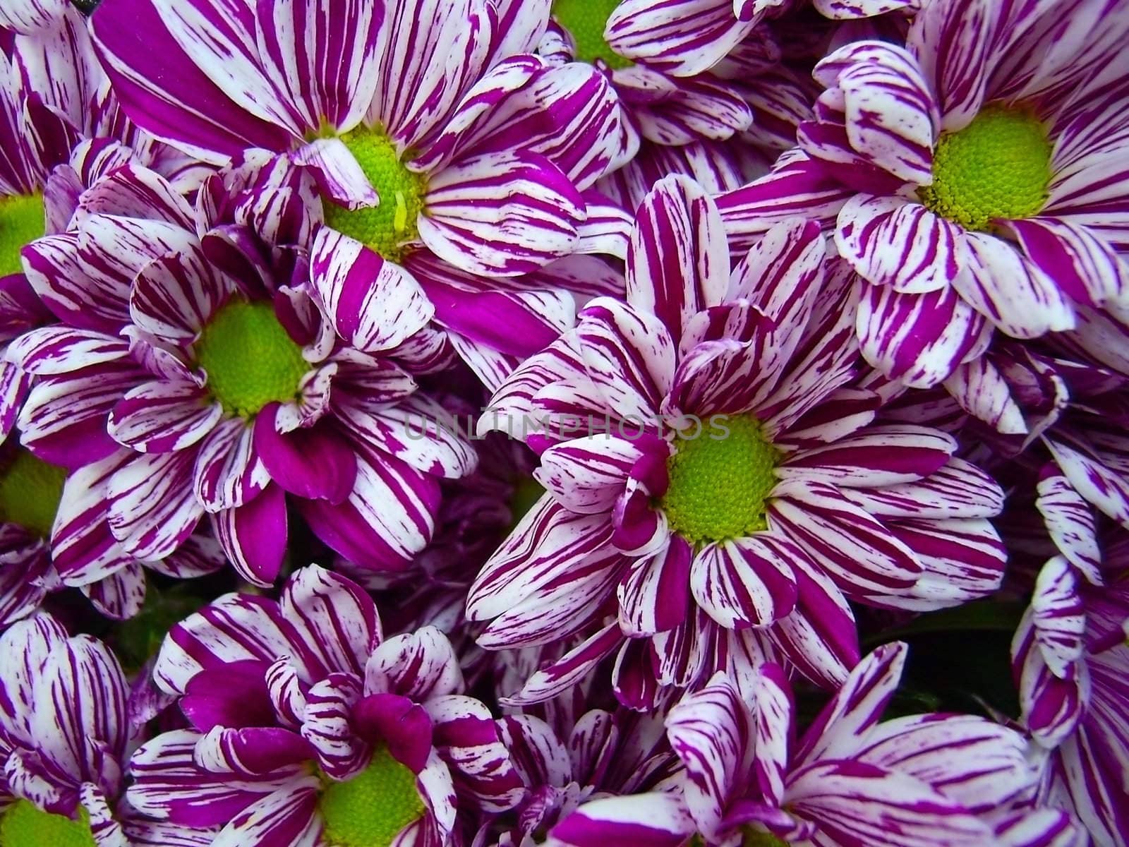 Close bouquet of bright chrysanthemums.