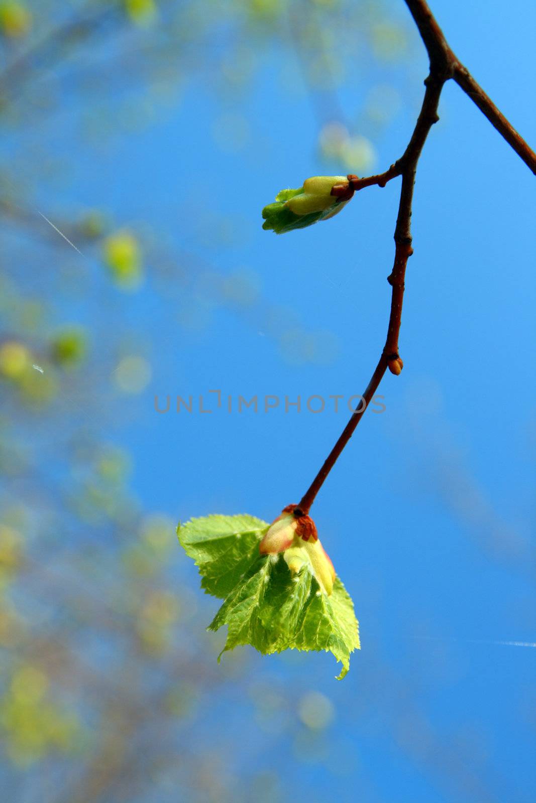 spring leaf by Mikko