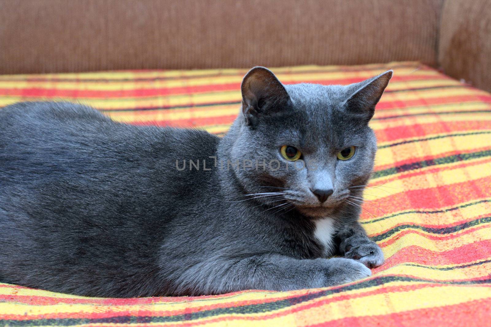 portrait of big gray cat at home