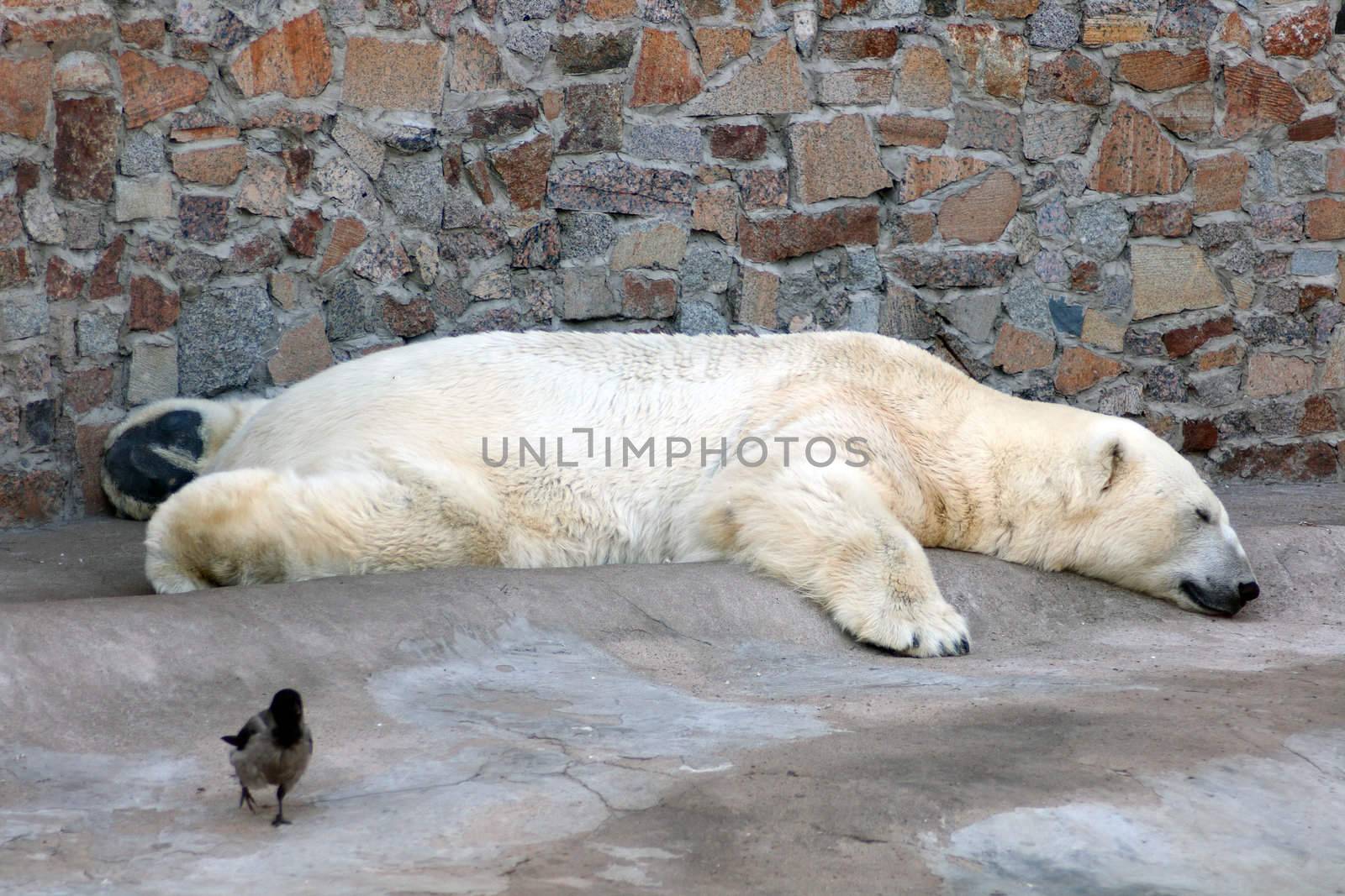sleeping polar bear by Mikko