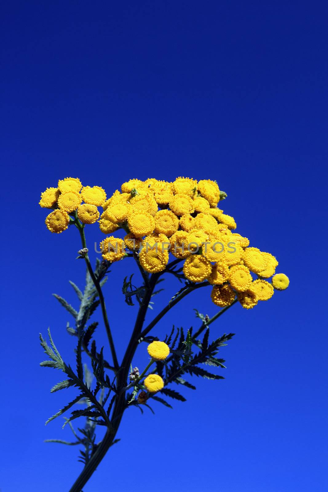 bright yellow tansy flower under blue sky 