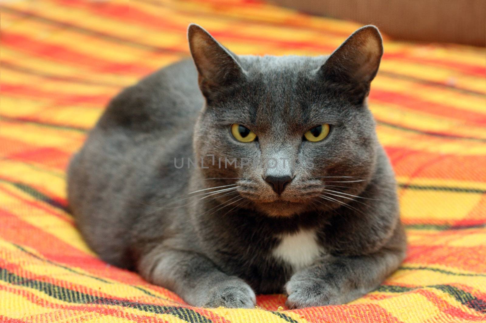 big gray cat by Mikko