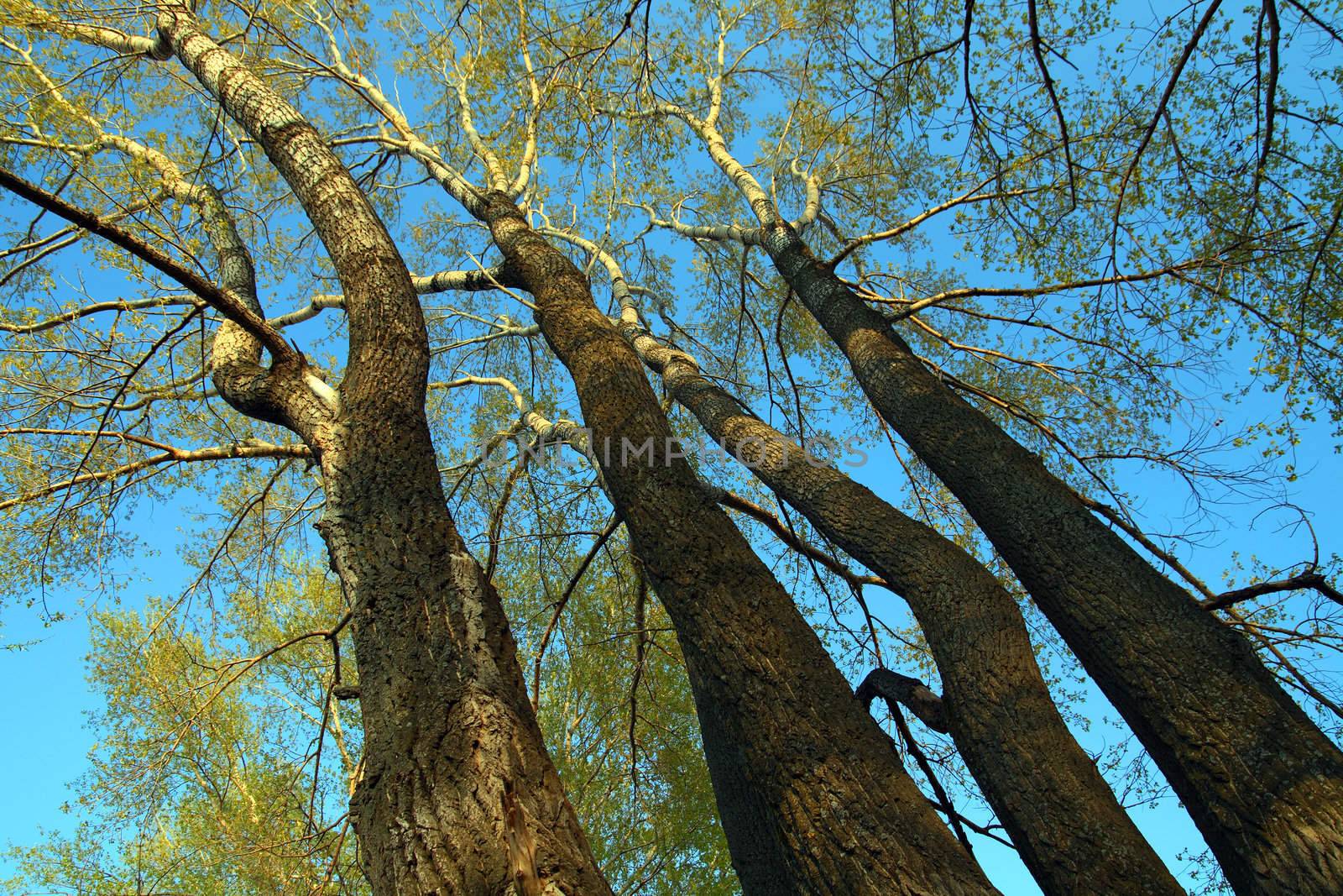 tall poplar trees under blue sky