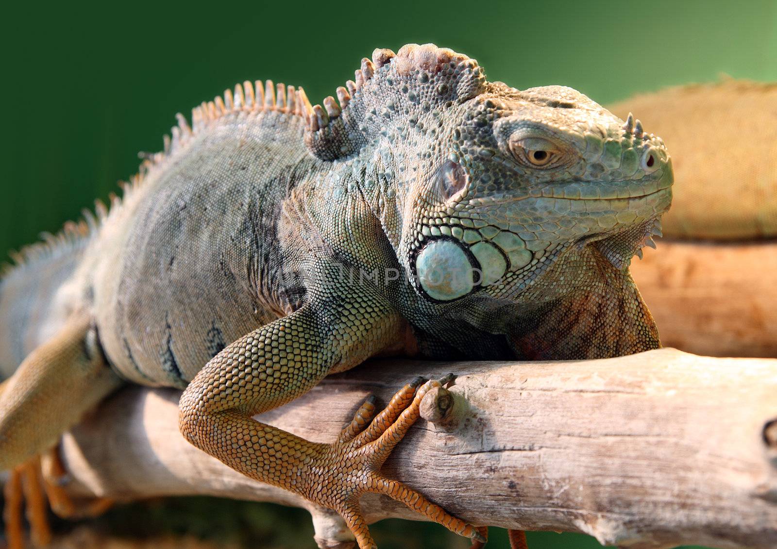 iguana on branch in terrarium