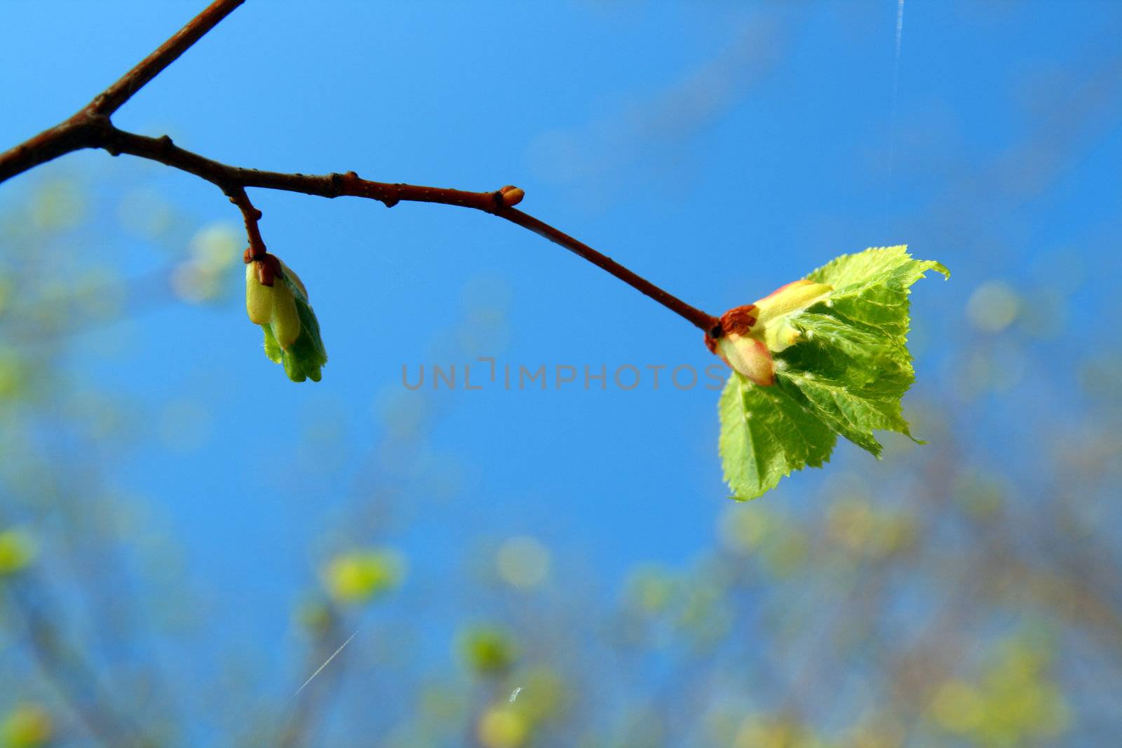spring leaf by Mikko