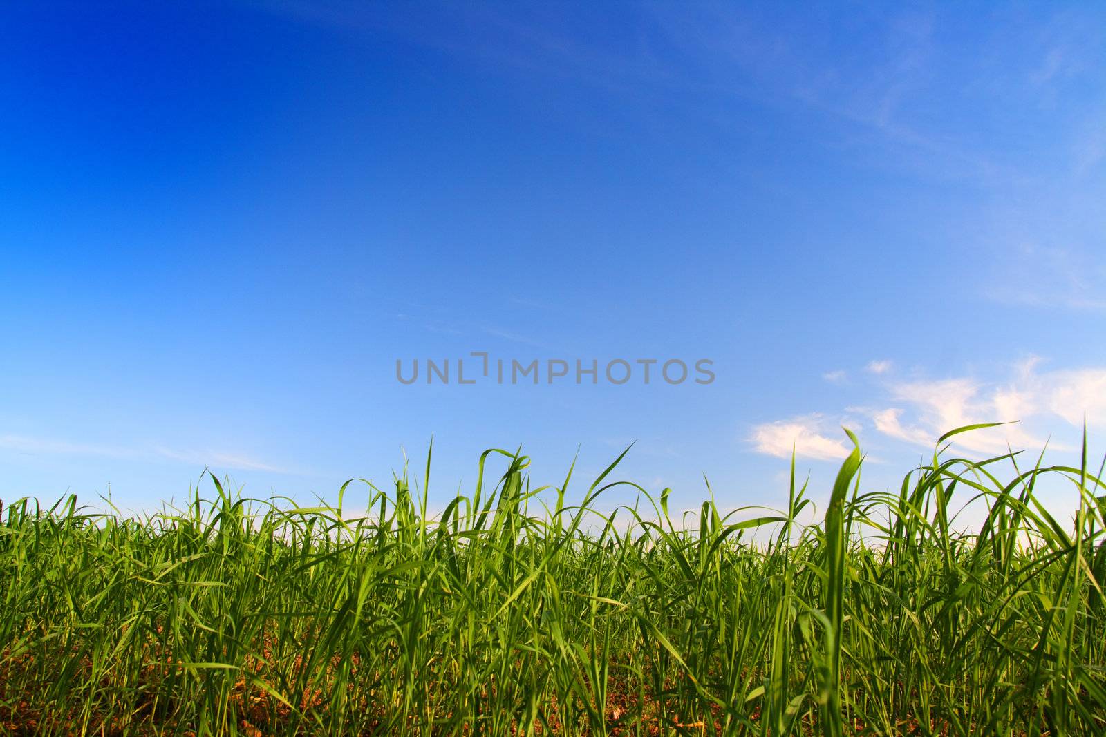 green grass under blue sky by Mikko
