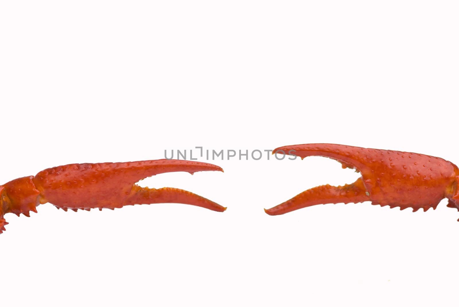 Claws from crawfish isolated on white