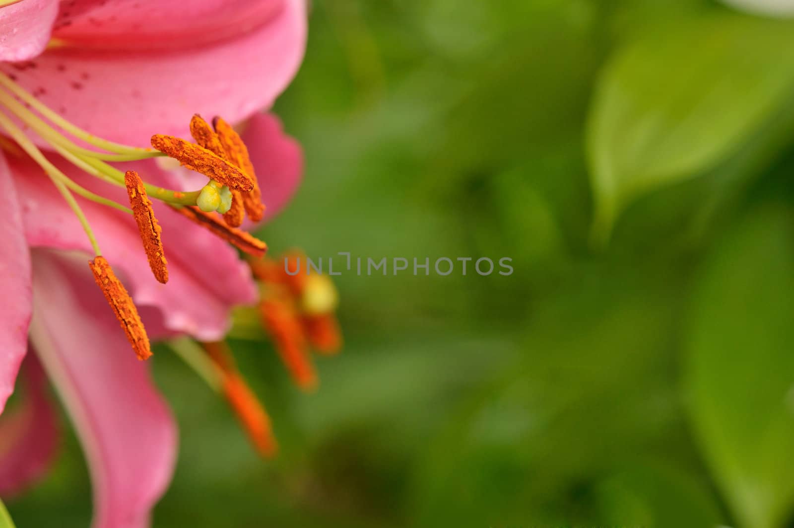 Pink lily stamens and pistil with copyspace for your text