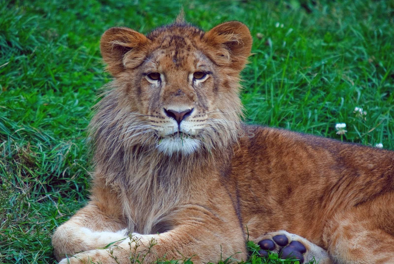 Young male lion by nialat