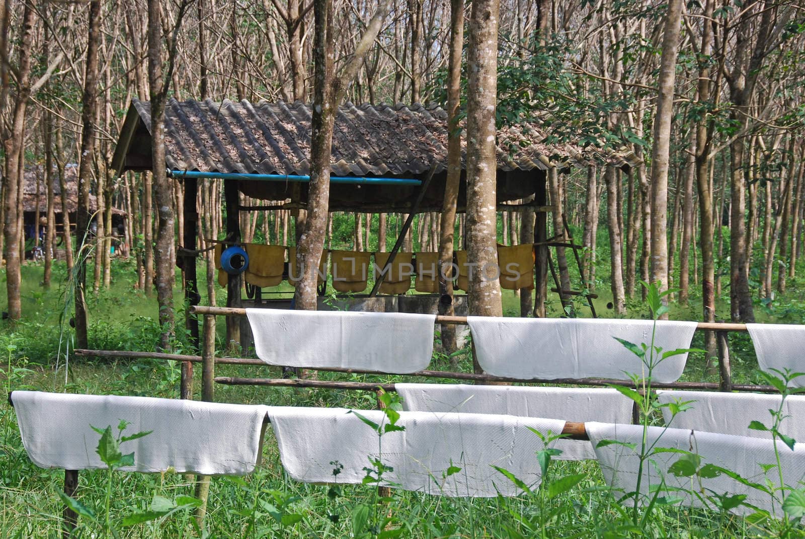 Rubber drying on a farm