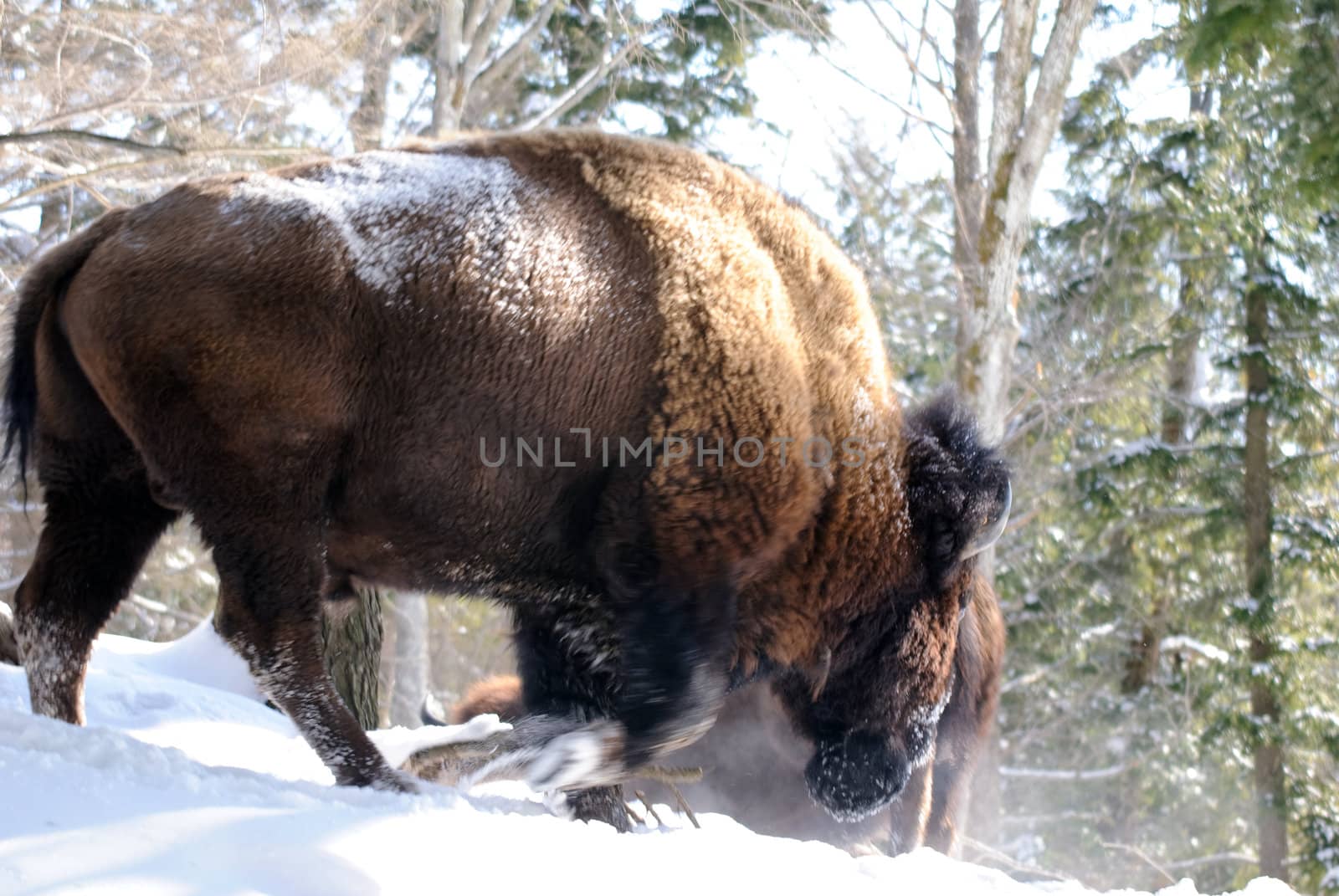 Wild Bison in Winter