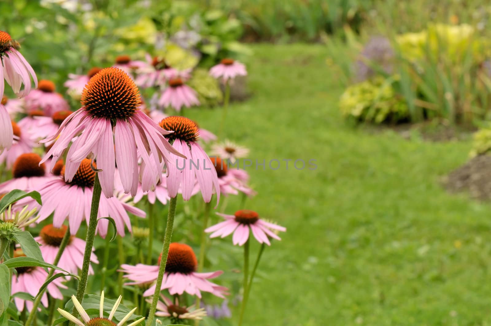 Garden scene with blooming cone flowers and path - Shallow depth of field