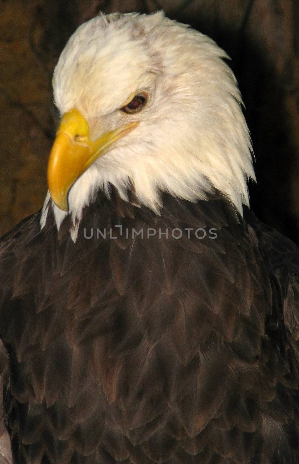 Bald Eagle by bellafotosolo
