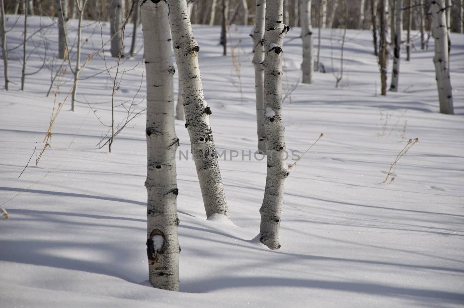 Winter - Aspens in Colorado by gilmourbto2001