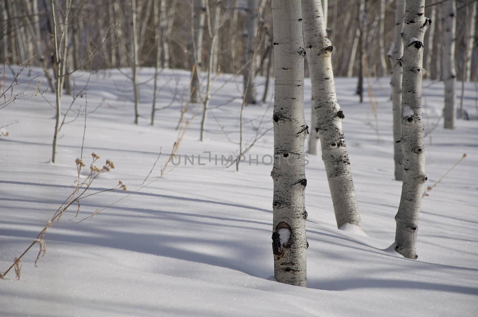 A group of aspen trees shine in the morning sunlight in Colorado.