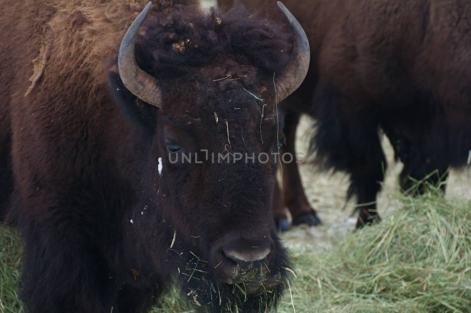 A large buffalo looks around while eating hay and grass.
