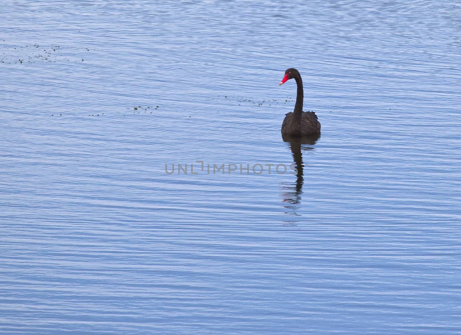 black swan by magann