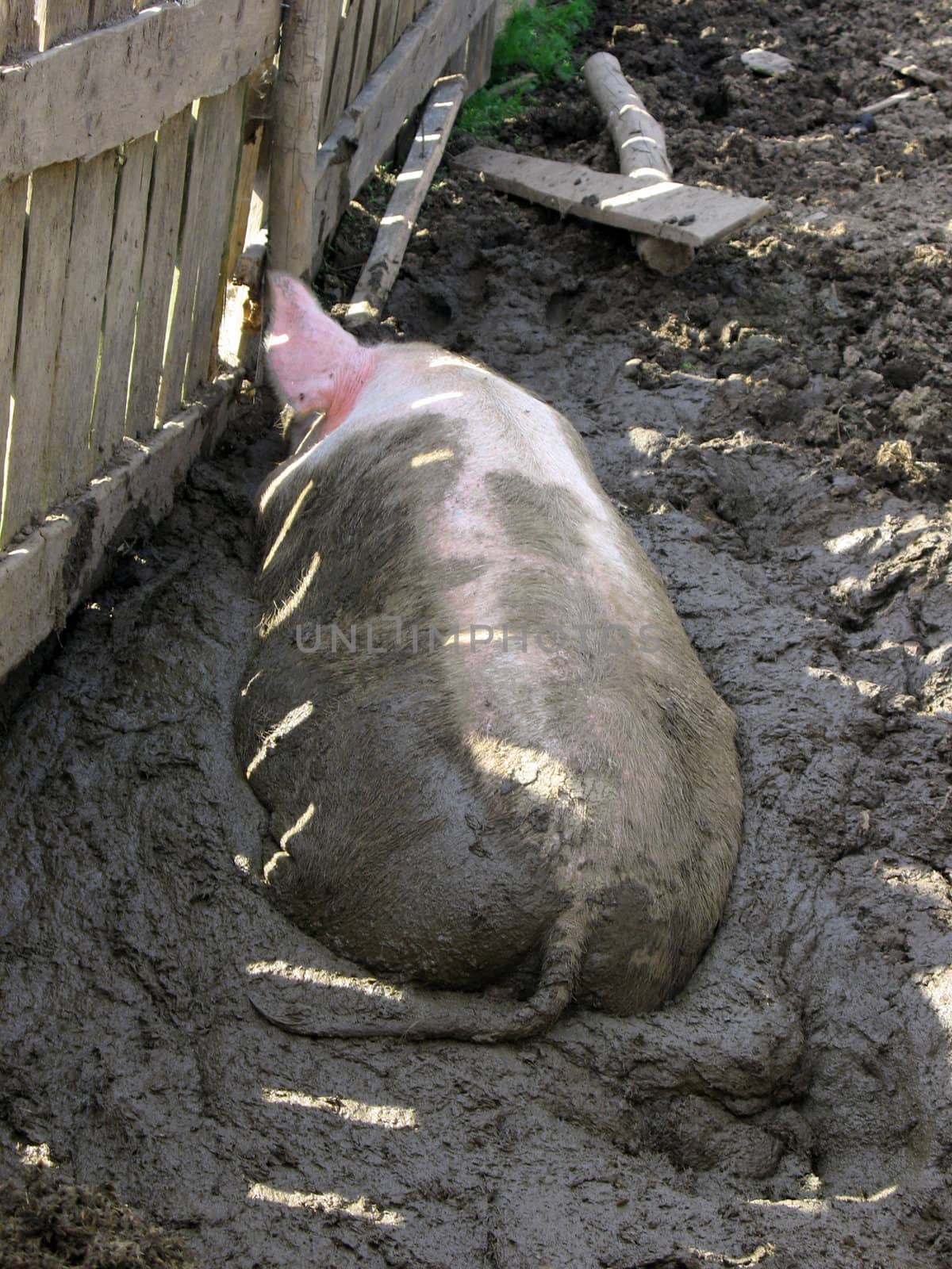 Pig in a mud.