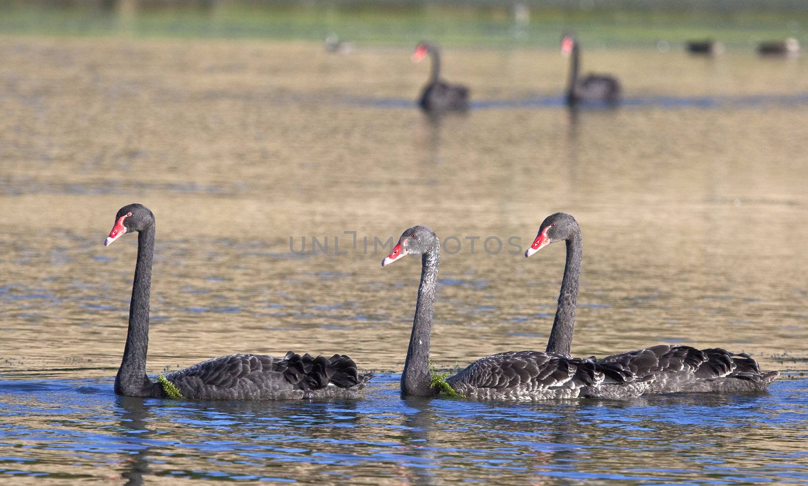 black swan by magann