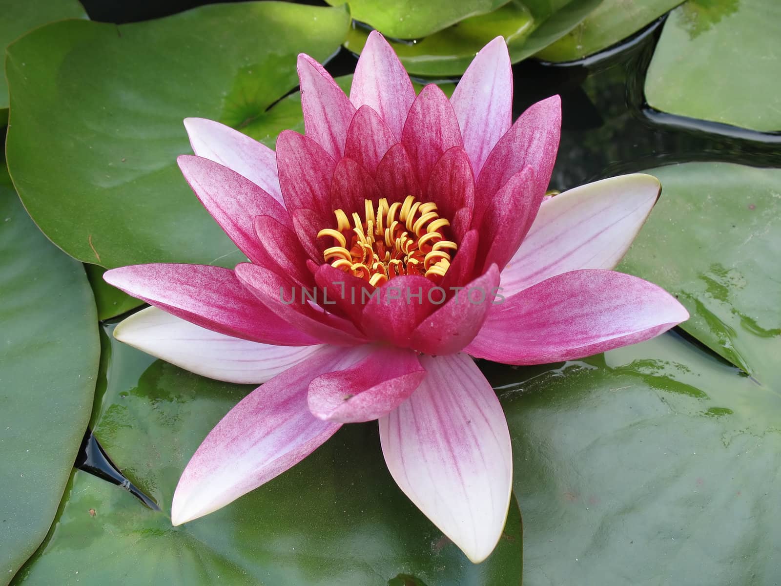 Beautiful lily close-up in a natural lake.