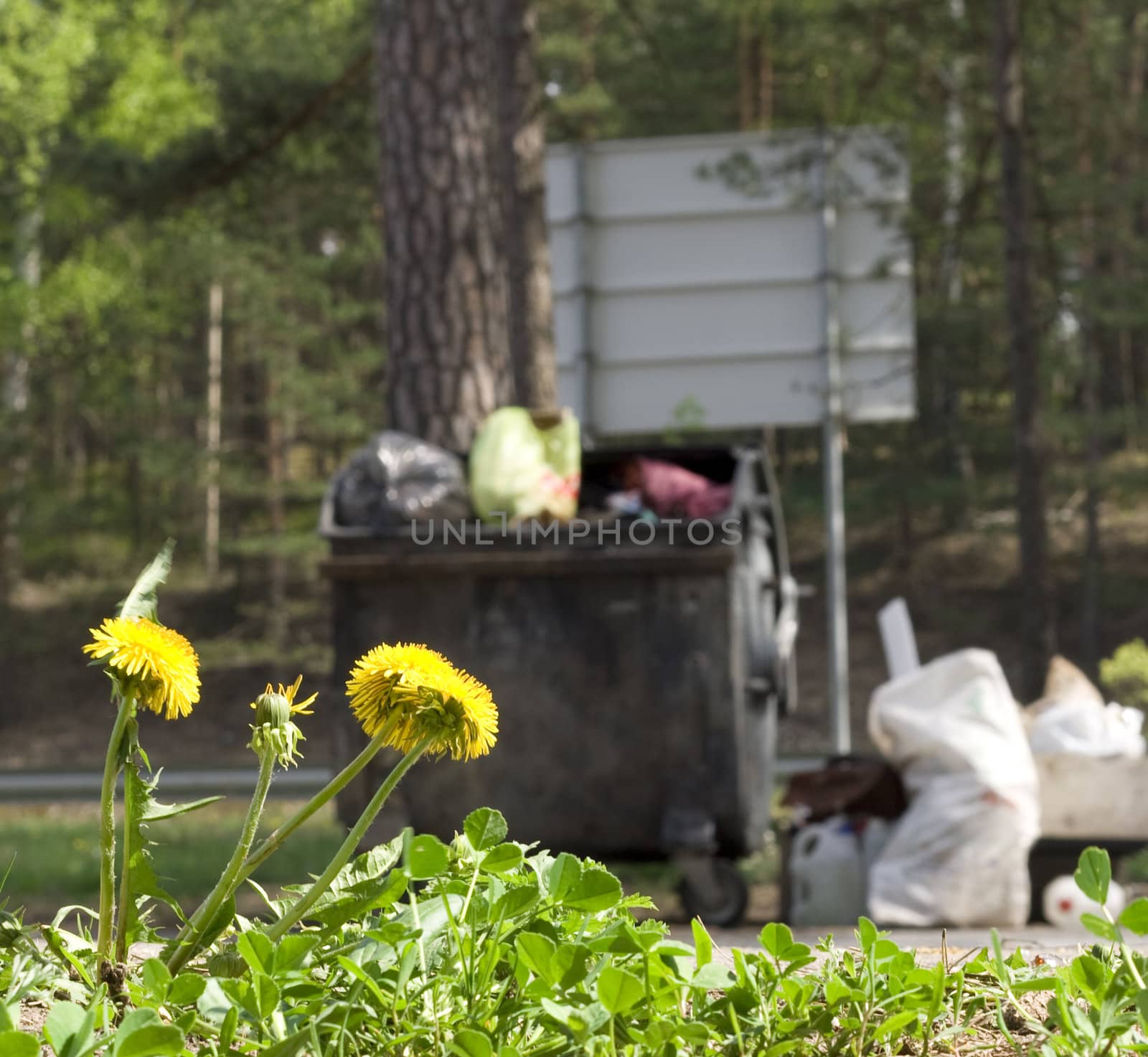 Dandelion and garbage on the roadside