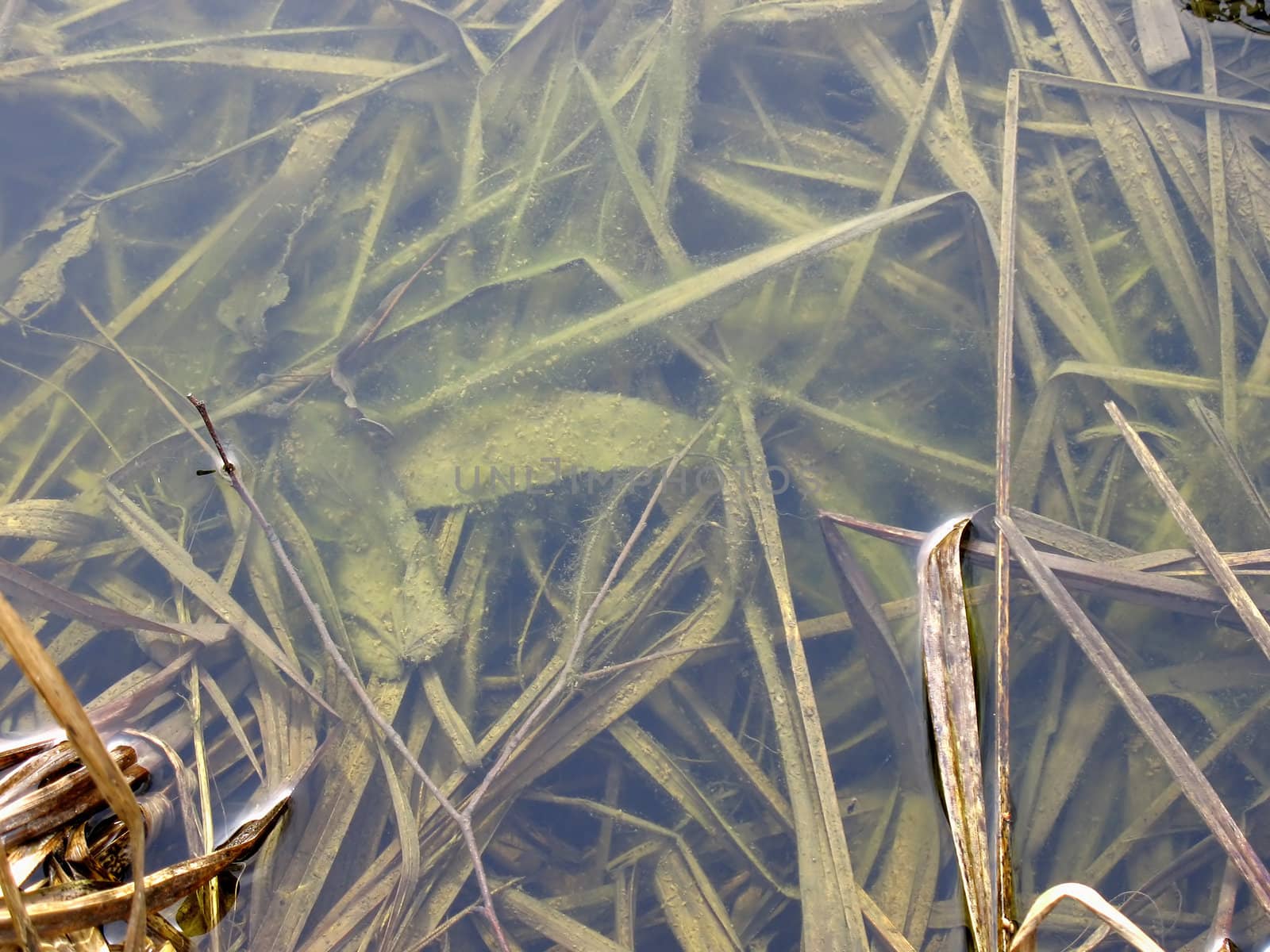 Backgroung - swamp. Wild nature.