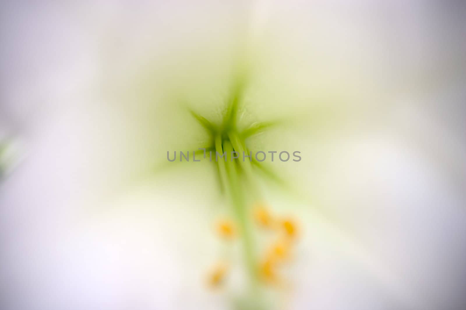 Closeup of white lillies with narrow focus