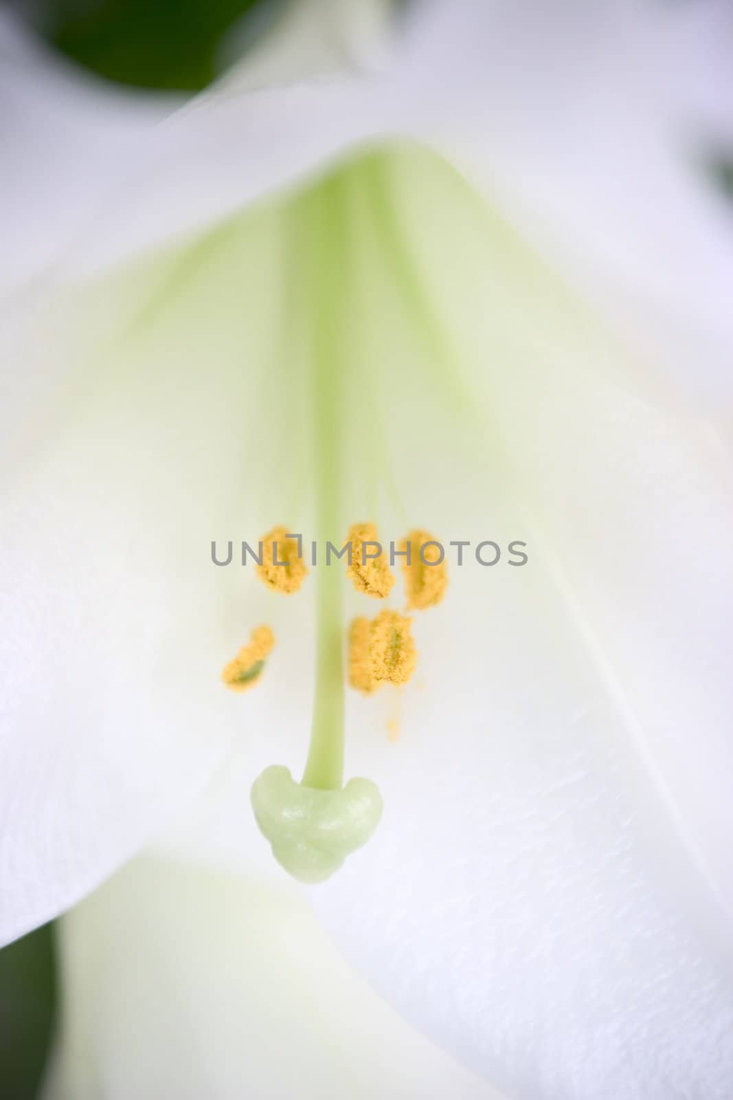 Closeup of white lillies