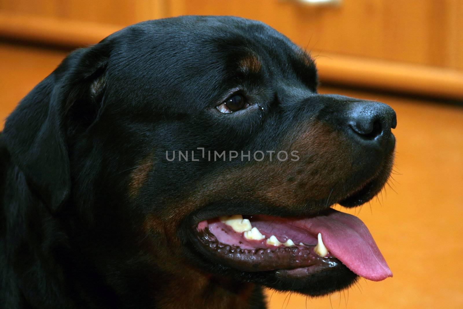 Black dog smiling by julien