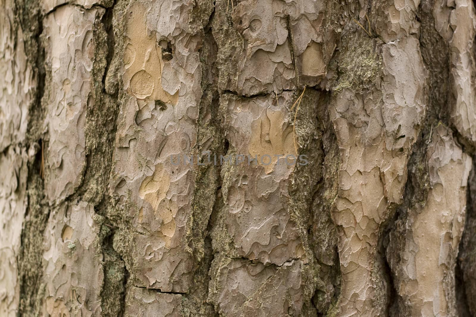 Pine bark by ursolv