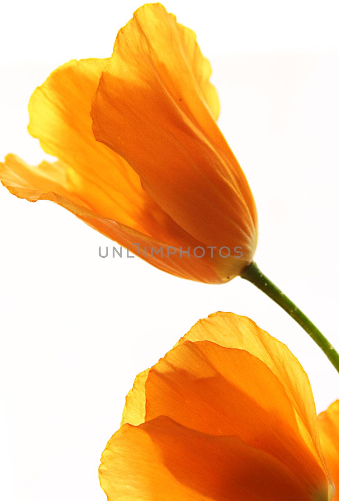 Closeup of yellow flowers isolated on white background