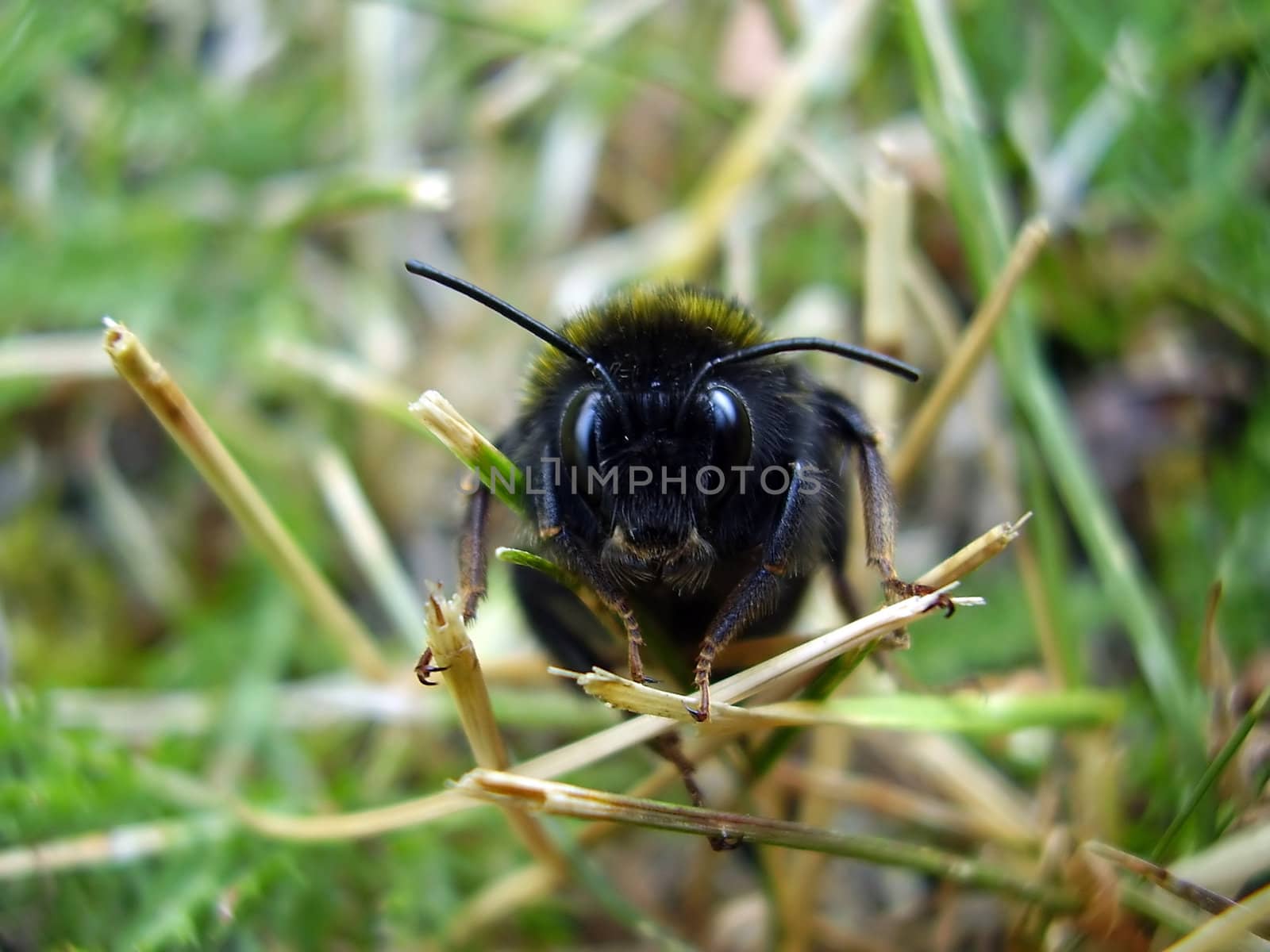 The small agressive bee in a grass.