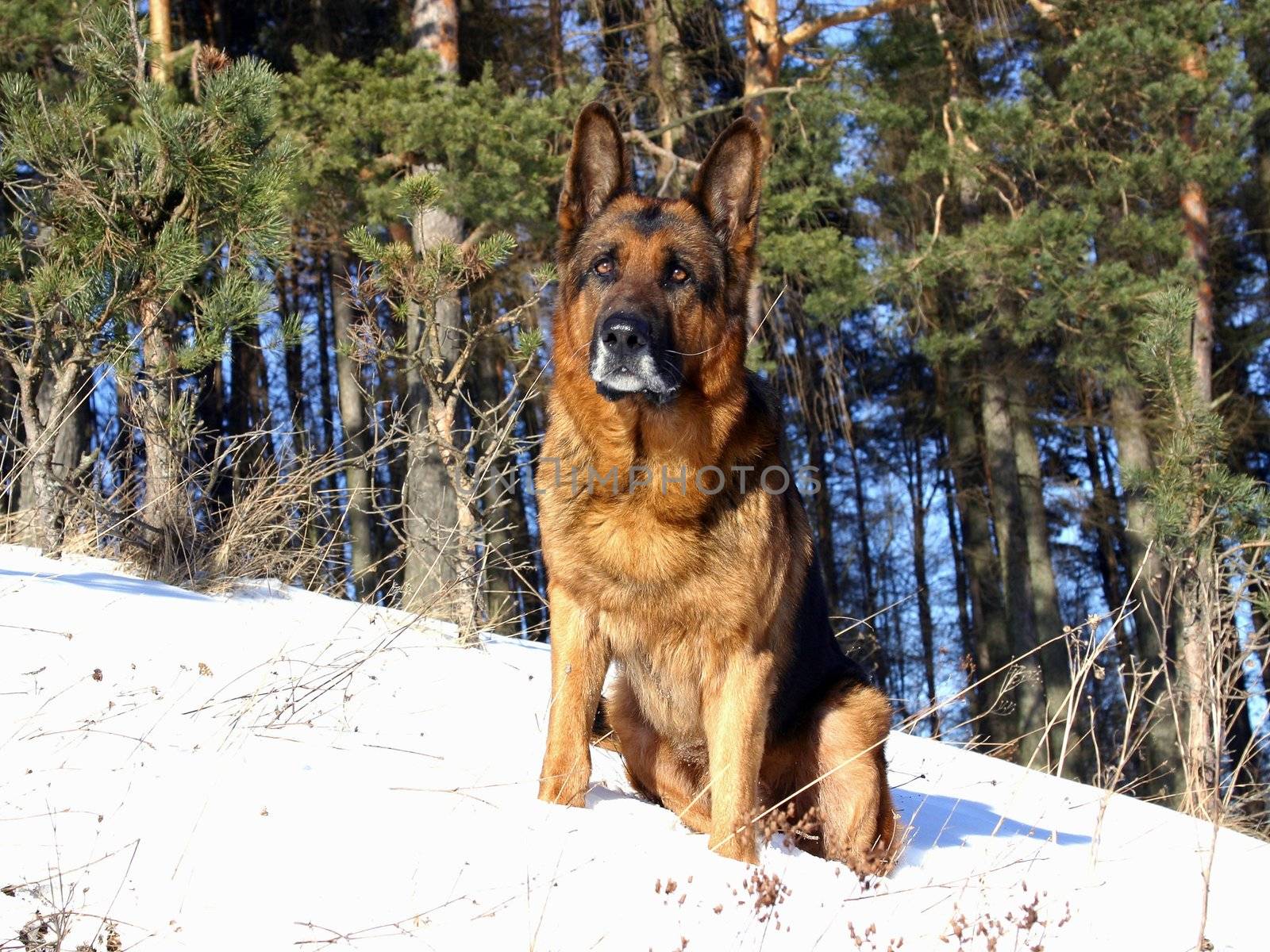 The german shepherd is sitting on the snow.