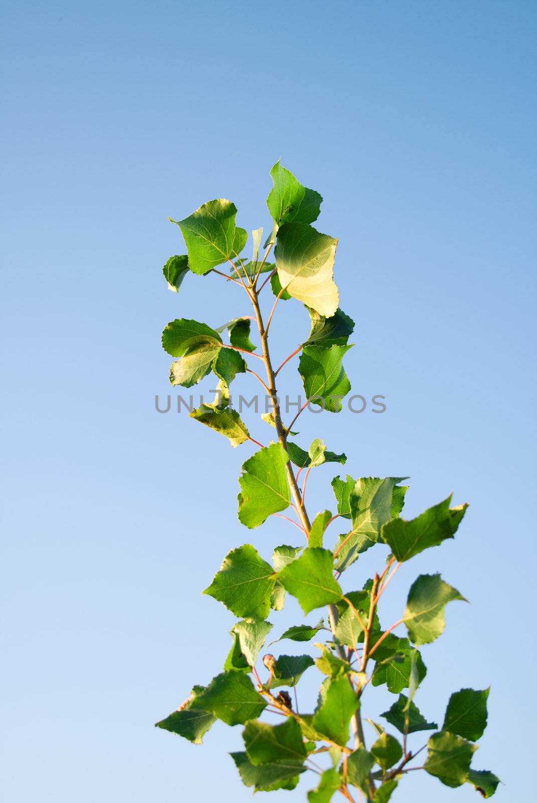 Branch with green leaves against the blue sky