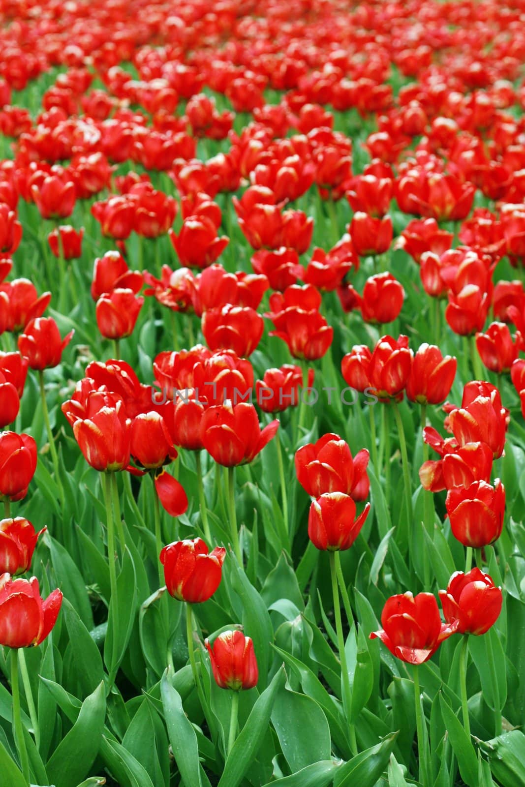 Beautiful tulip background - perfect for spring or summer designs