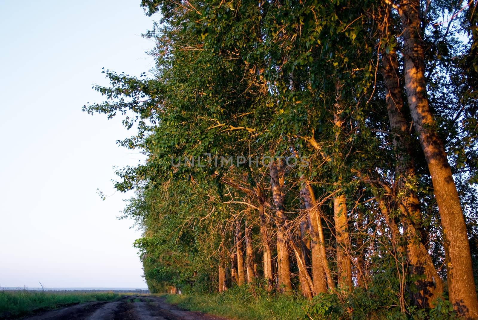 Wood along road to beams of the coming sun in the evening