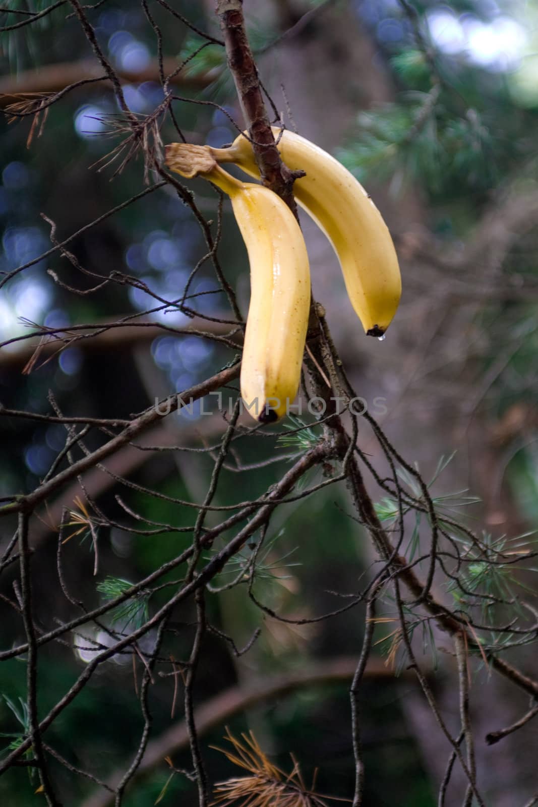 two bananas on the tree
