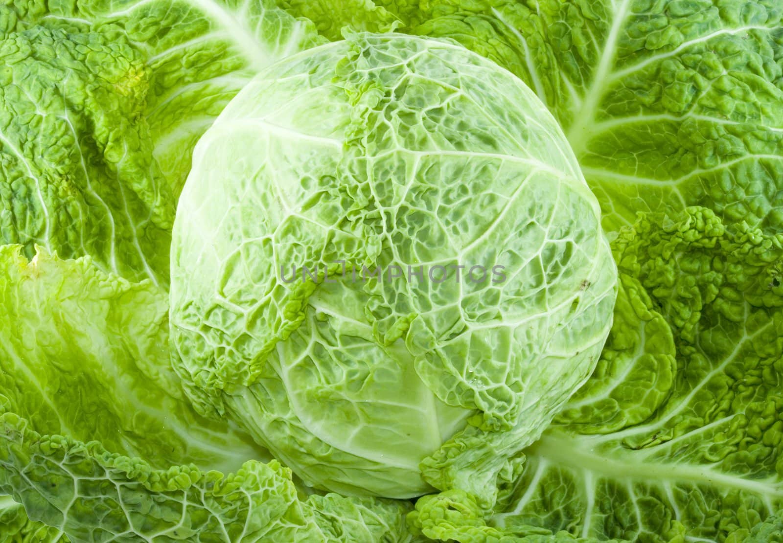 a piece of green cabbage - vegetable - detail