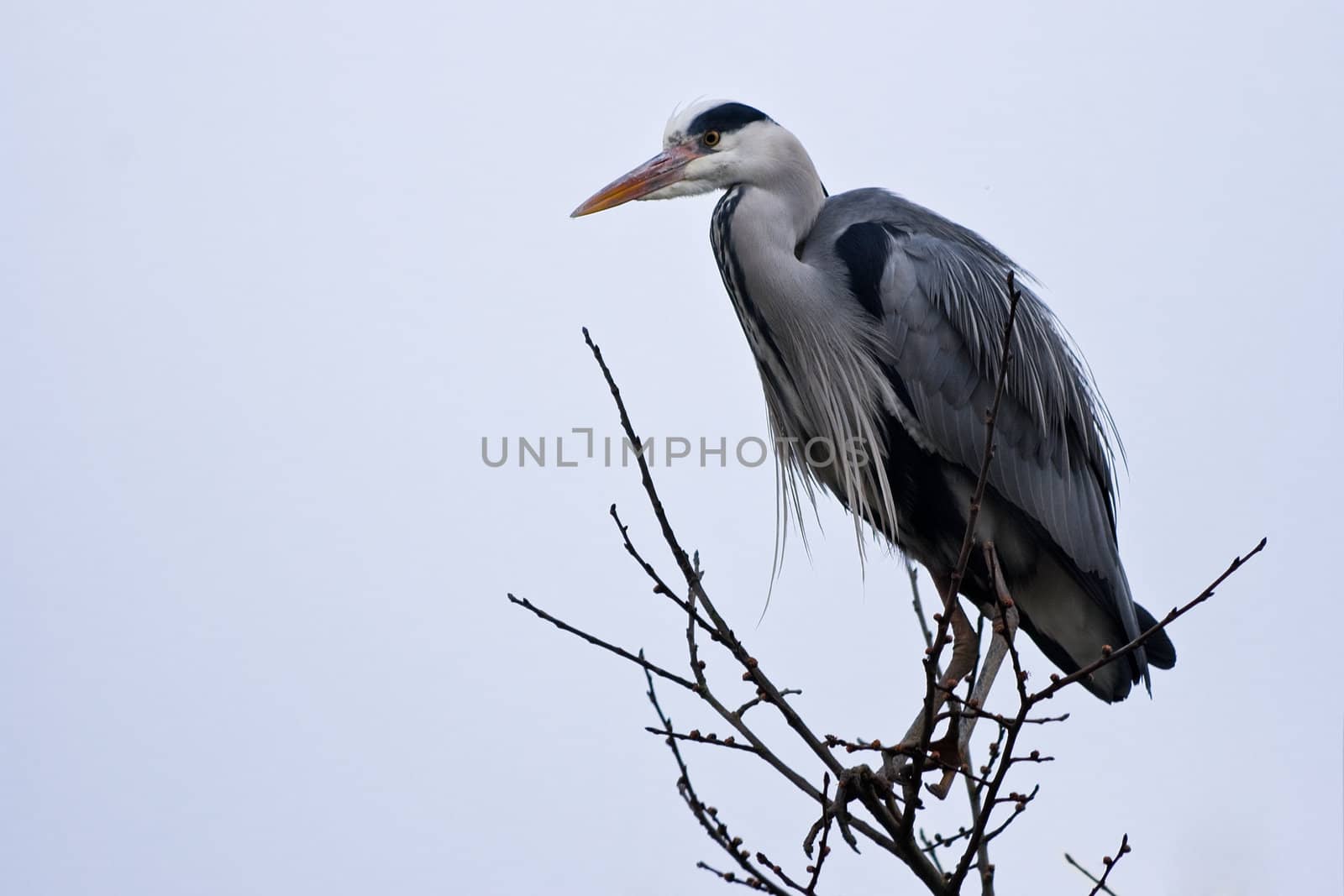 Grey heron in tree by Colette