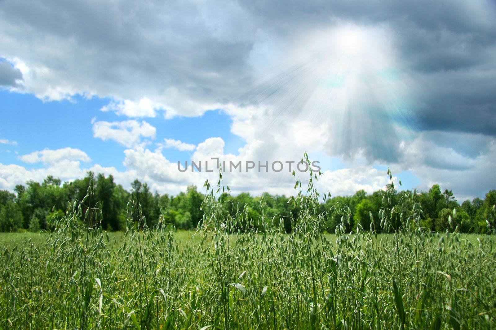 Summer grain growing in a farm field after before after rain showers