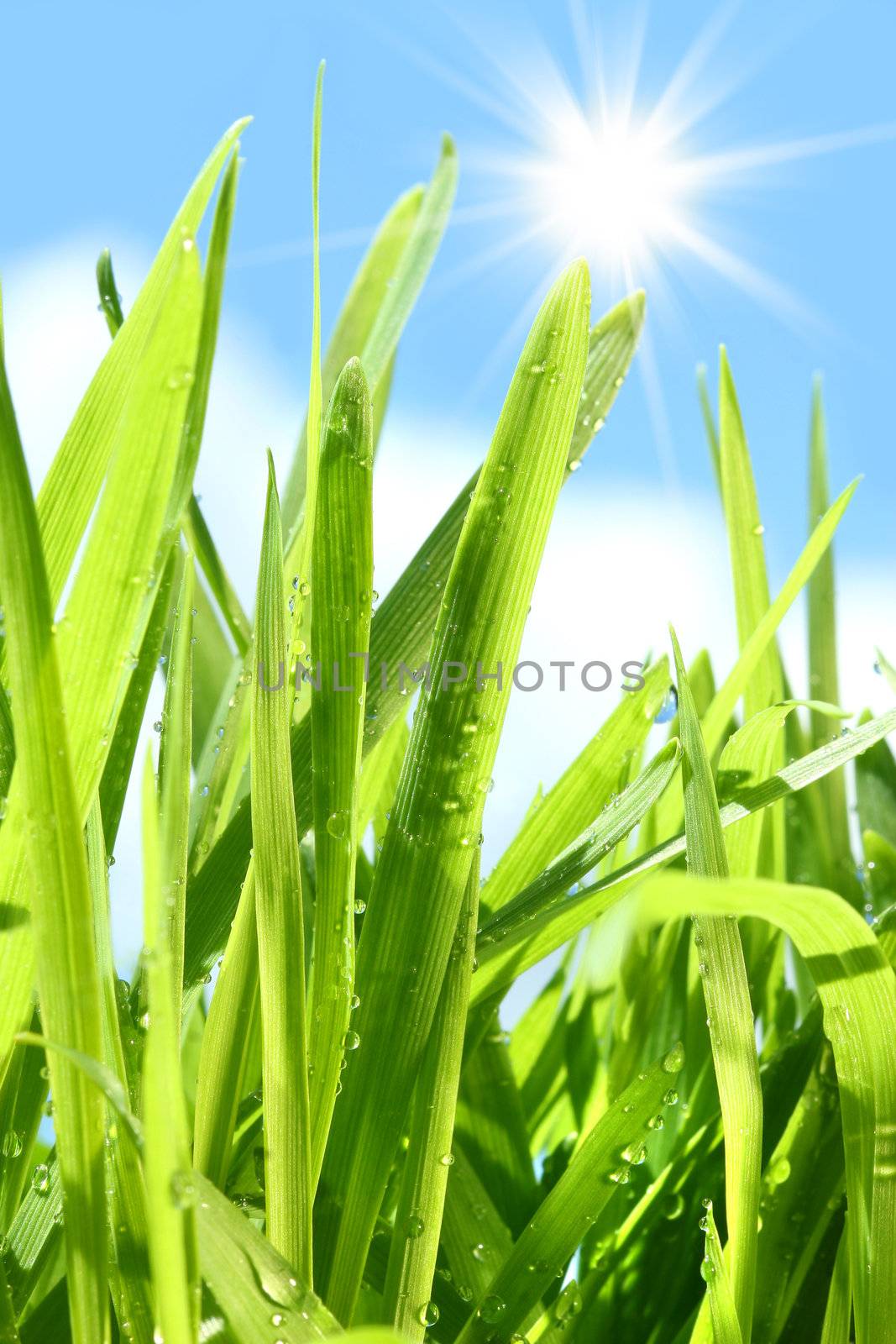 Tall grass growing against blue sky by Sandralise