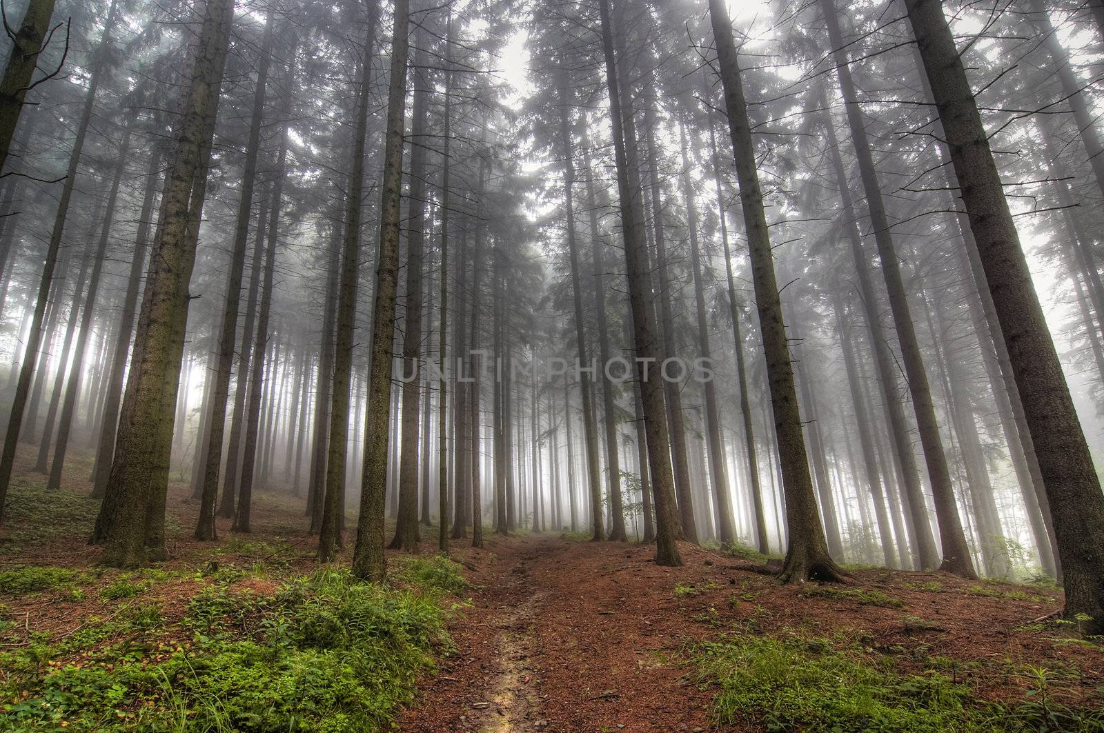 Image of the conifer forest early in the morning - early morning fog