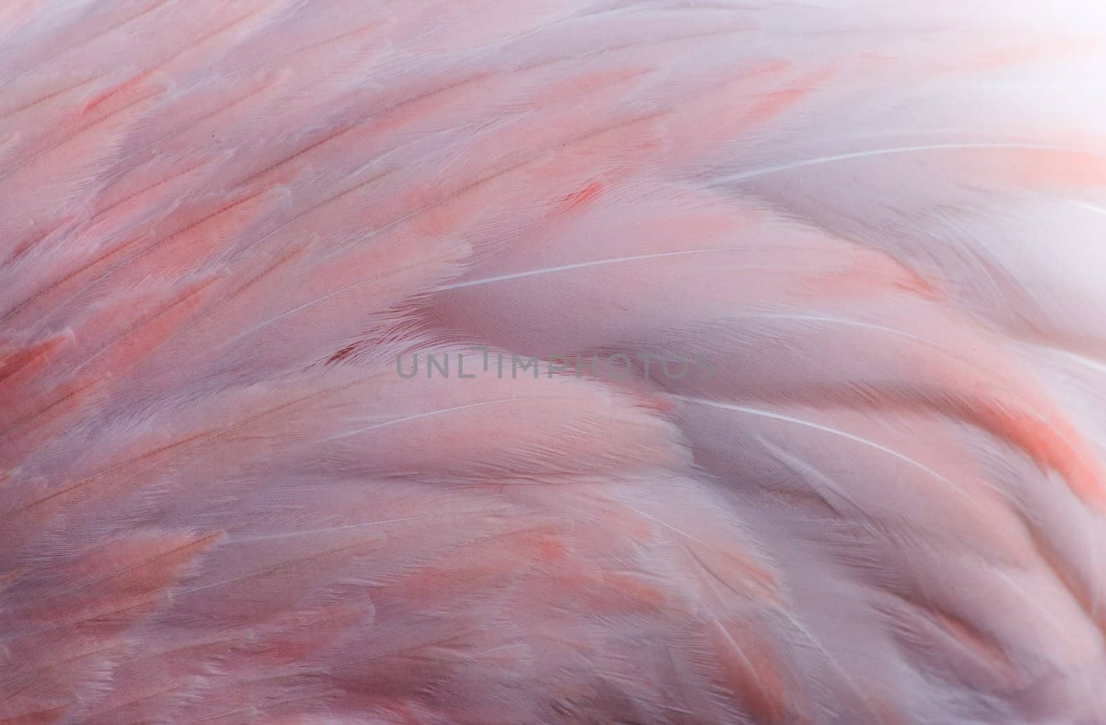 Pink flamingo feathers in close view as background